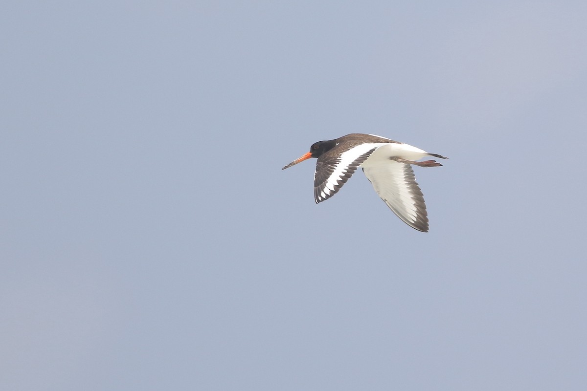 Eurasian Oystercatcher (Western) - ML124687991