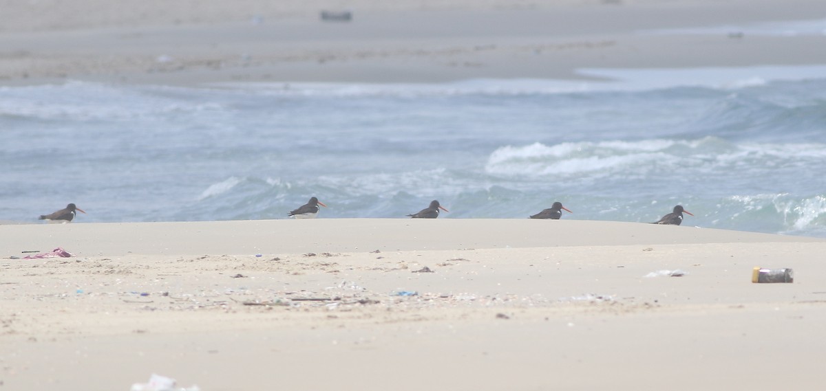 Eurasian Oystercatcher (Western) - ML124688021