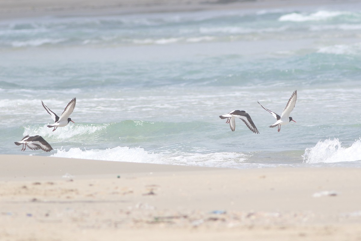 Eurasian Oystercatcher (Western) - ML124688061