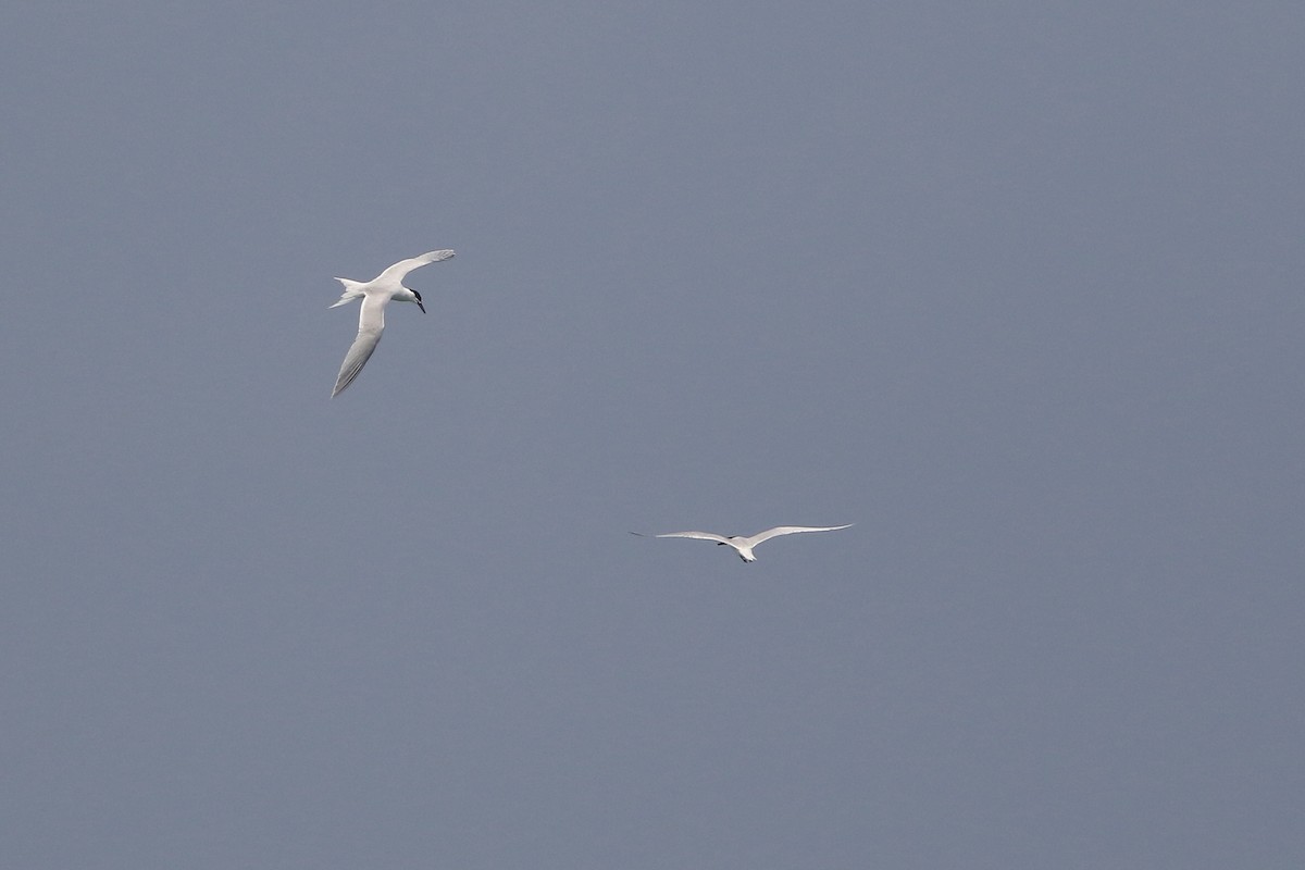 Gull-billed Tern - ML124688091