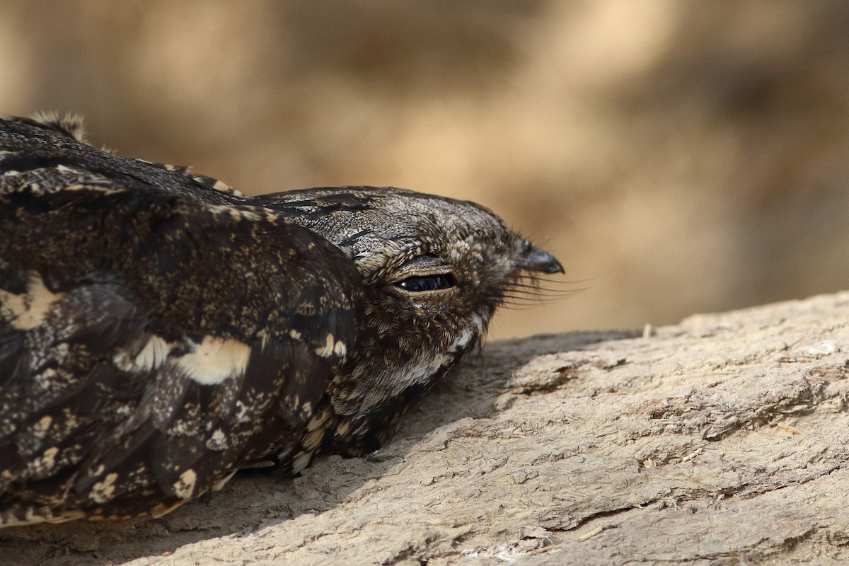 Eurasian Nightjar - Ohad Sherer