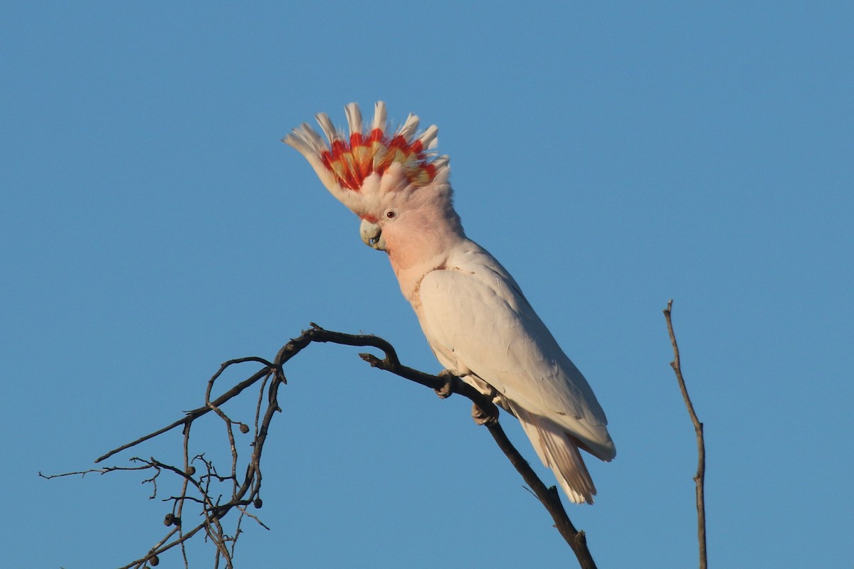 Pink Cockatoo - John Sevenair