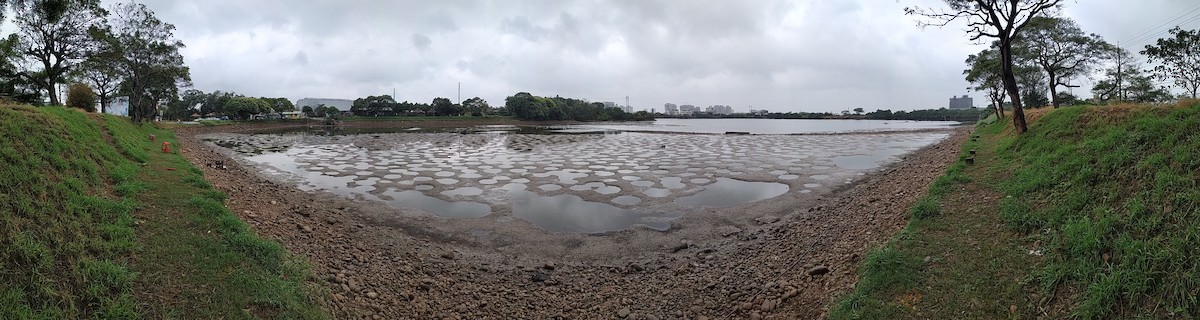 Gray Heron - ML124696561