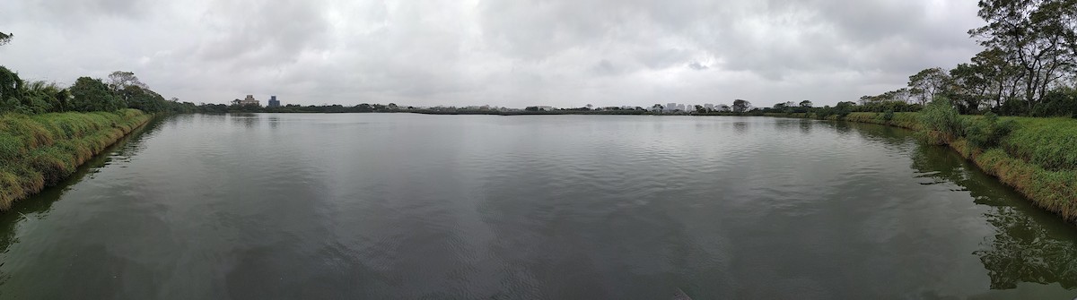 Little Grebe - ML124696731