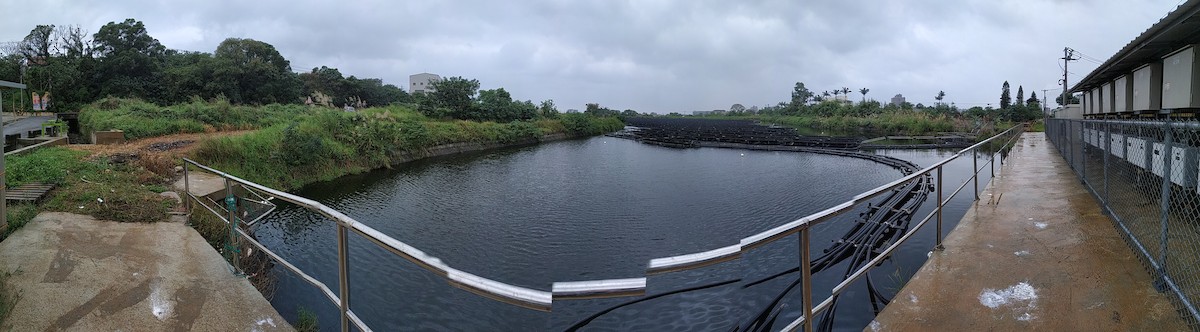 Oriental Turtle-Dove - ML124696811