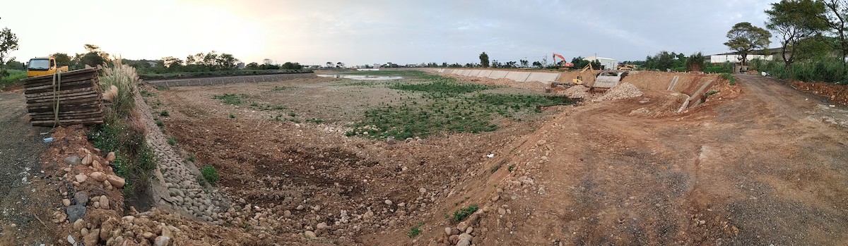 Red Collared-Dove - ML124696901