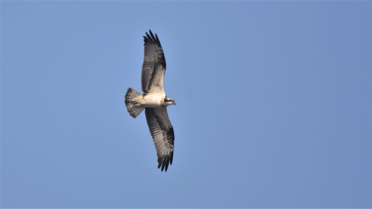 Osprey - Steve Bale