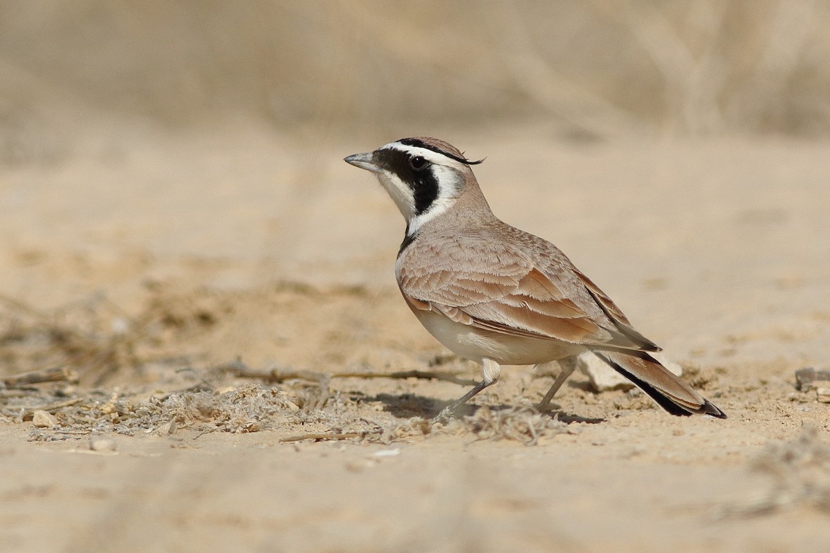 Temminck's Lark - ML124698261