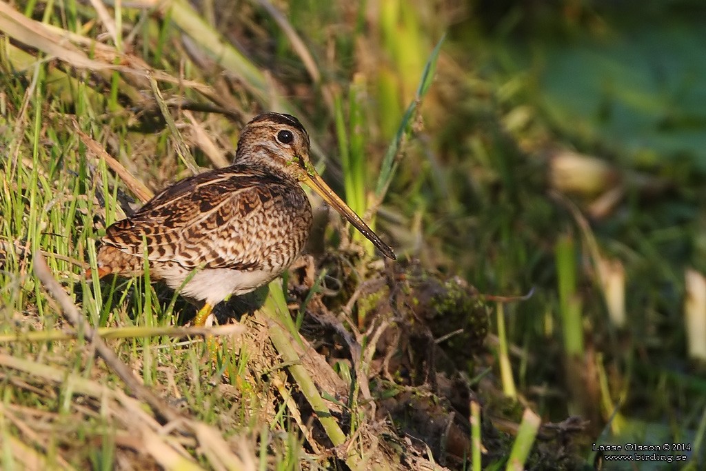 Pin-tailed Snipe - ML124699061