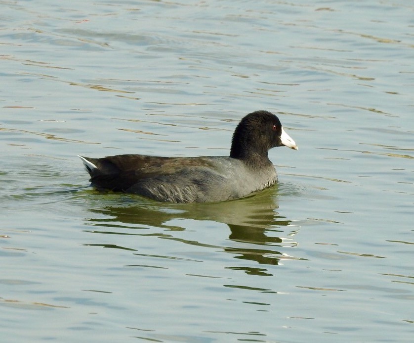 American Coot - ML124699221