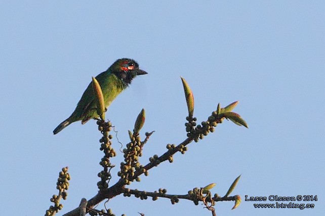 Blauohr-Bartvogel - ML124701251