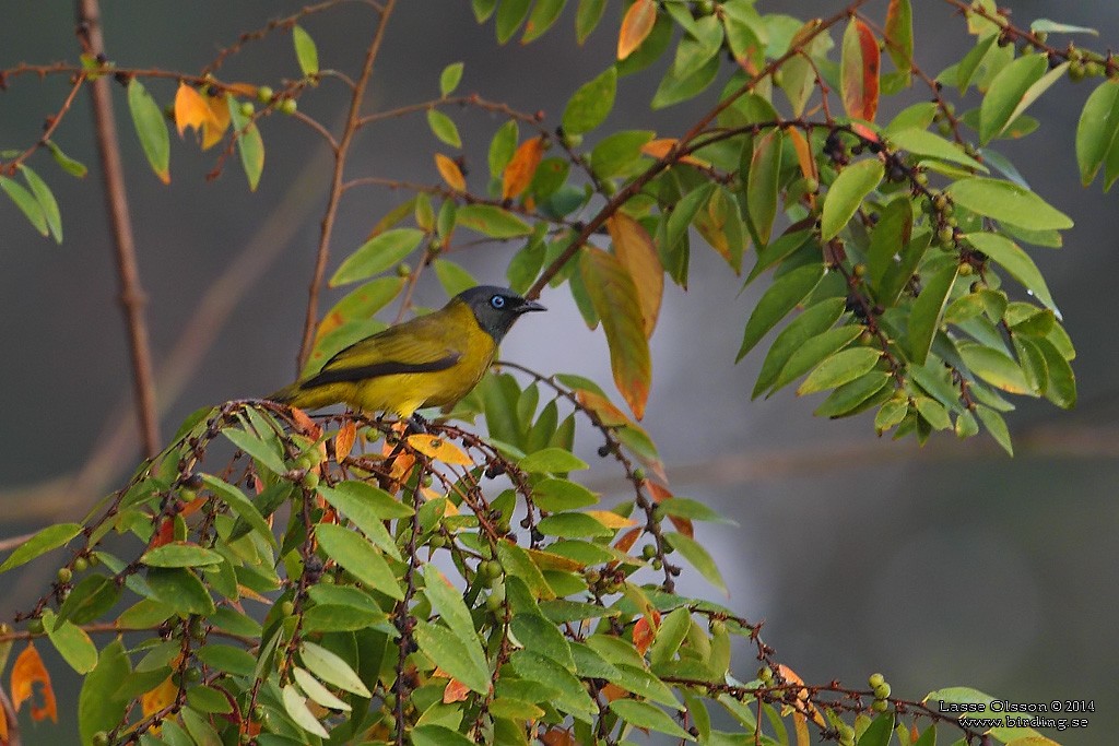 Bulbul Cabecinegro - ML124701341