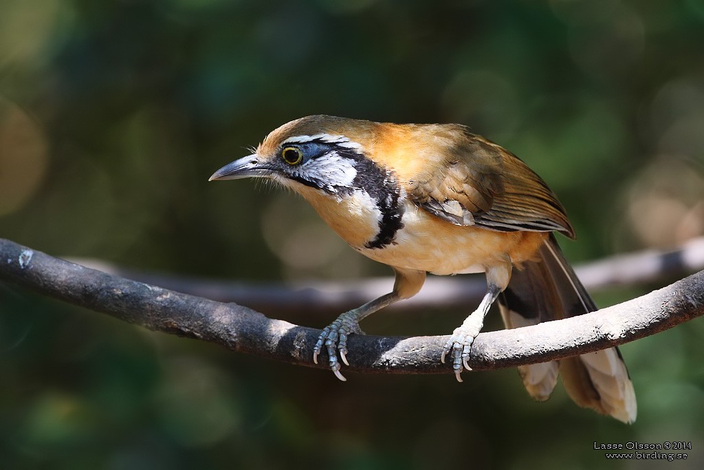 Greater Necklaced Laughingthrush - Lasse Olsson
