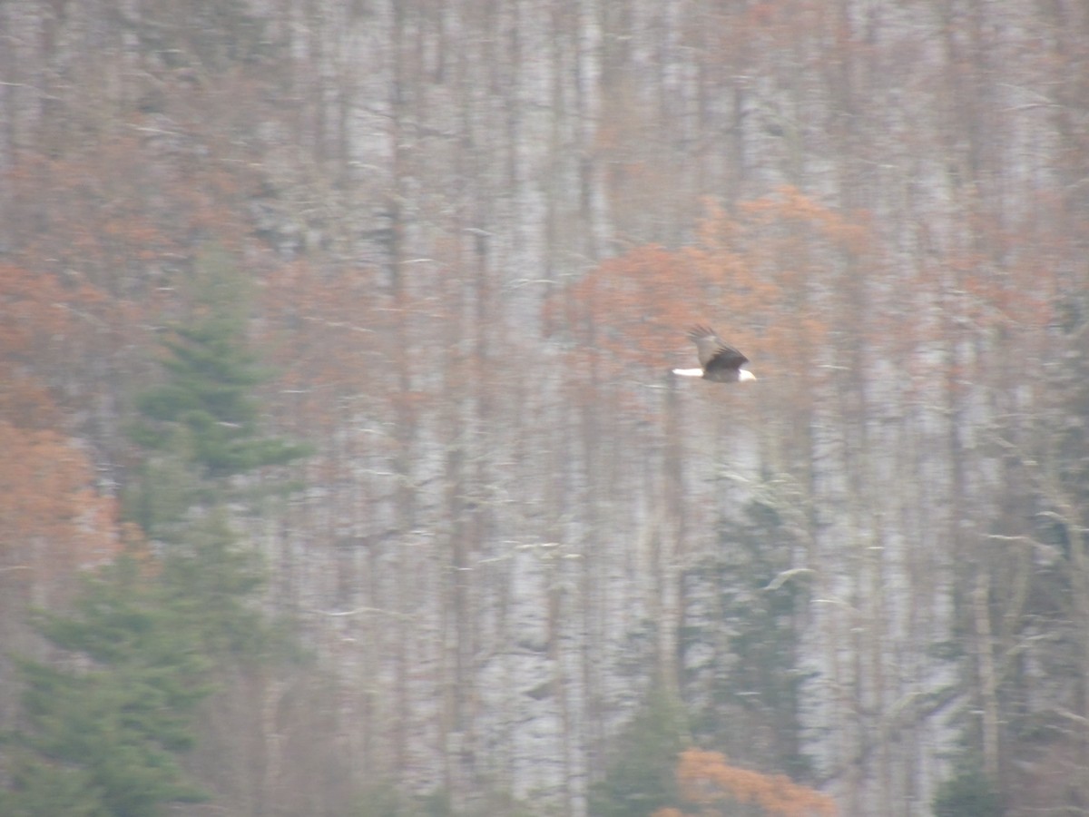 Bald Eagle - ML124702611