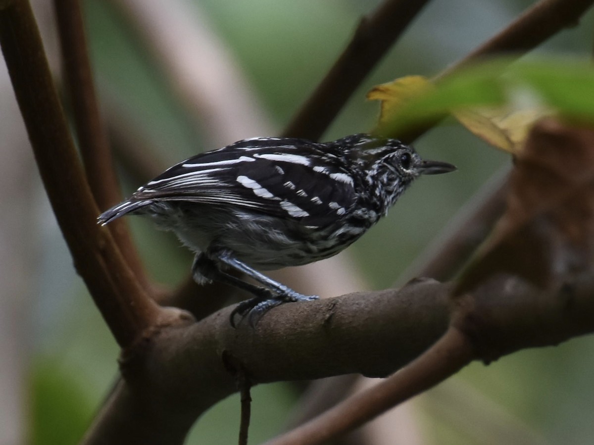 Amazonian Streaked-Antwren - T I