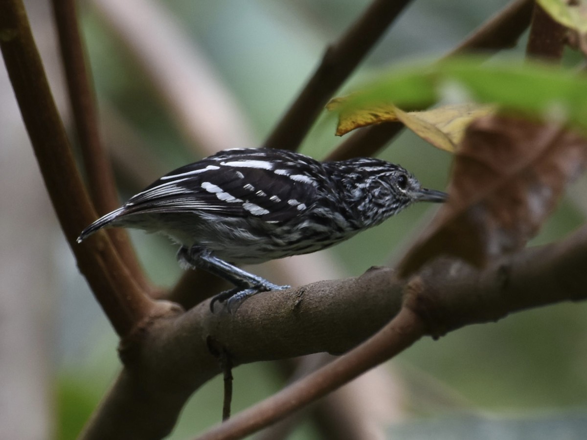 Amazonian Streaked-Antwren - T I