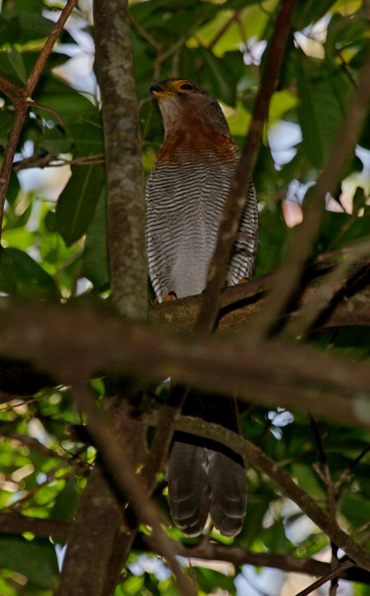 Barred Forest-Falcon - ML124703871