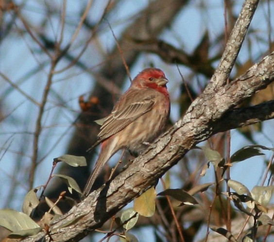 House Finch - ML124705951