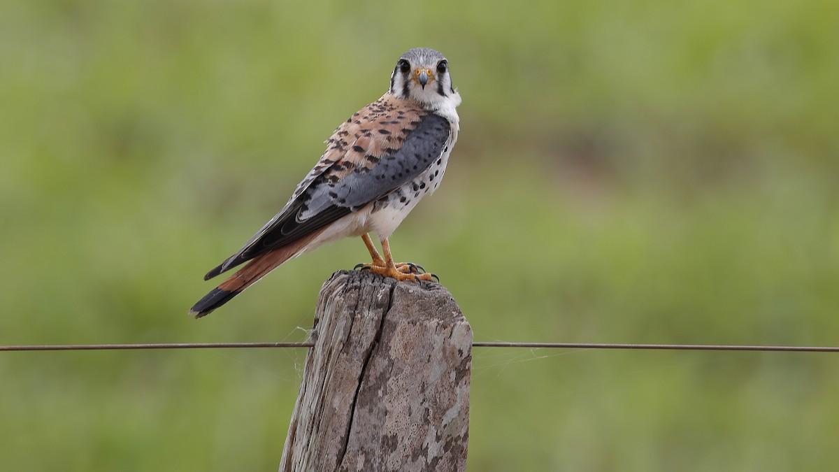 American Kestrel - ML124707881