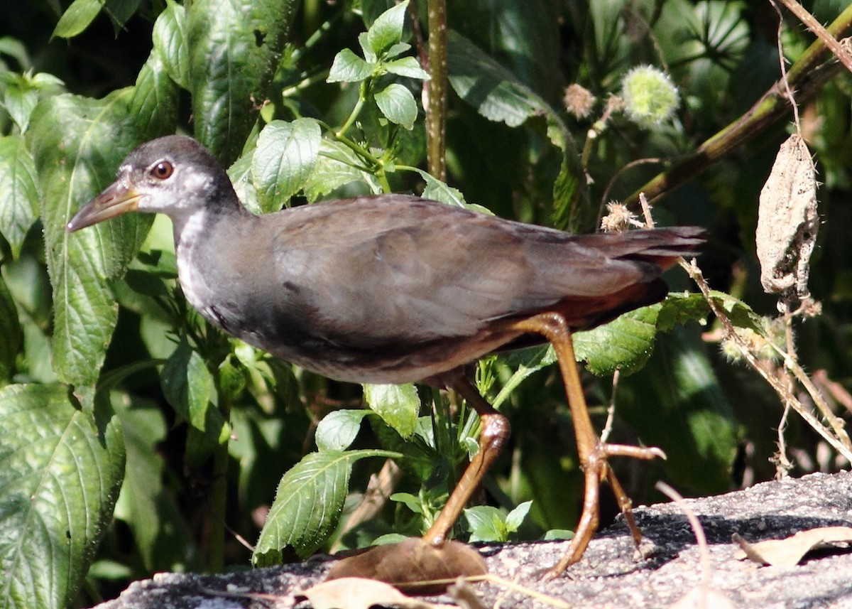 White-breasted Waterhen - Ains Priestman