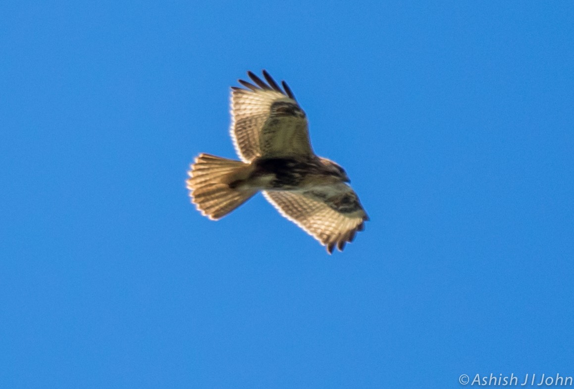 Himalayan Buzzard - ML124711661