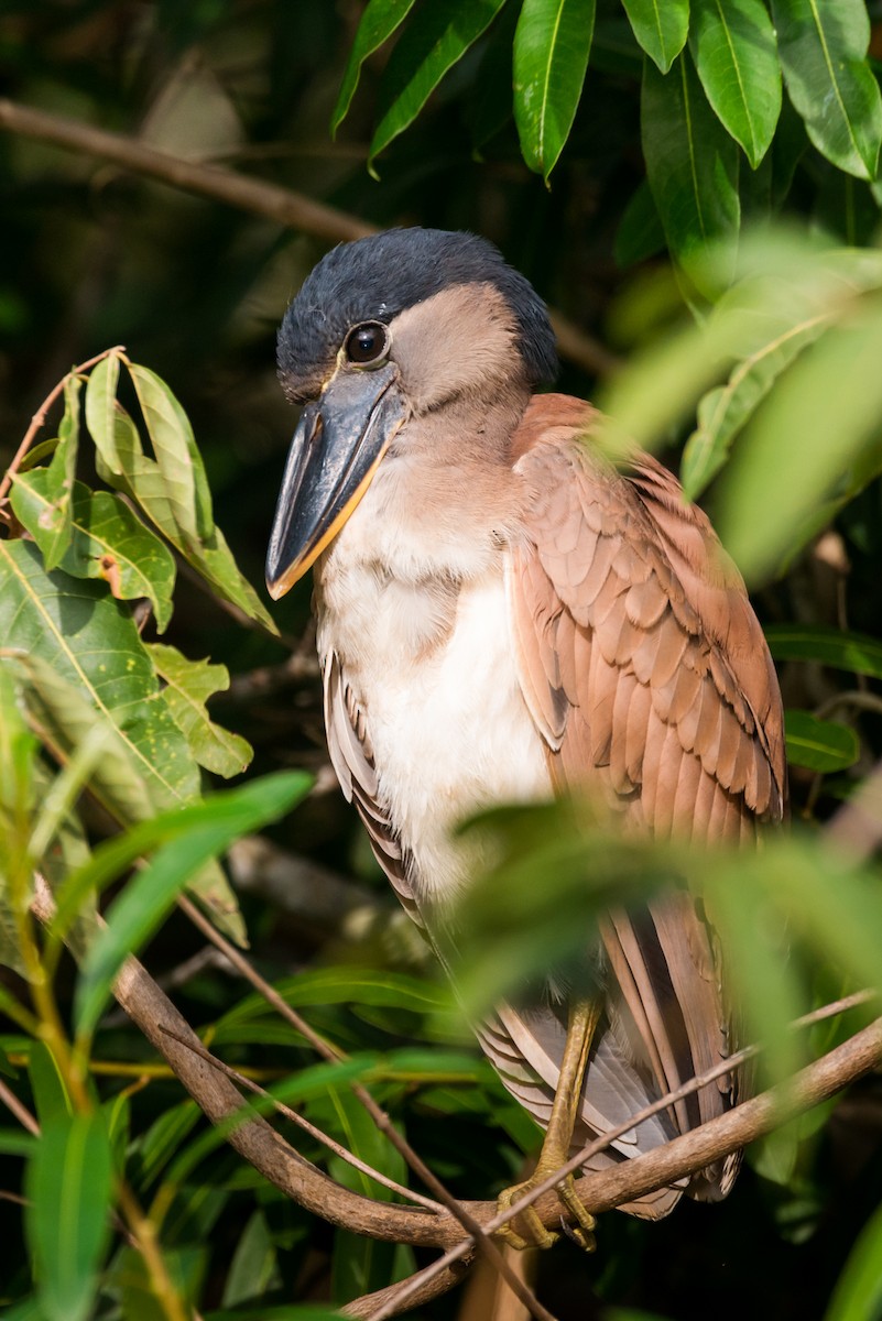 Boat-billed Heron - ML124712601