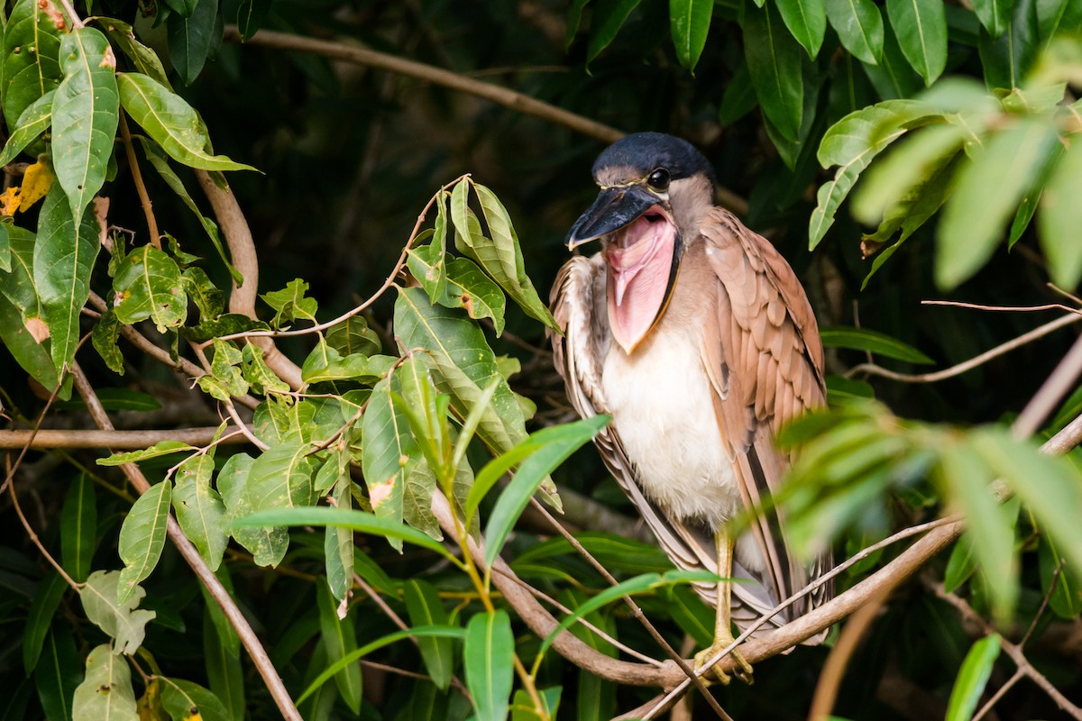 Boat-billed Heron - ML124712641