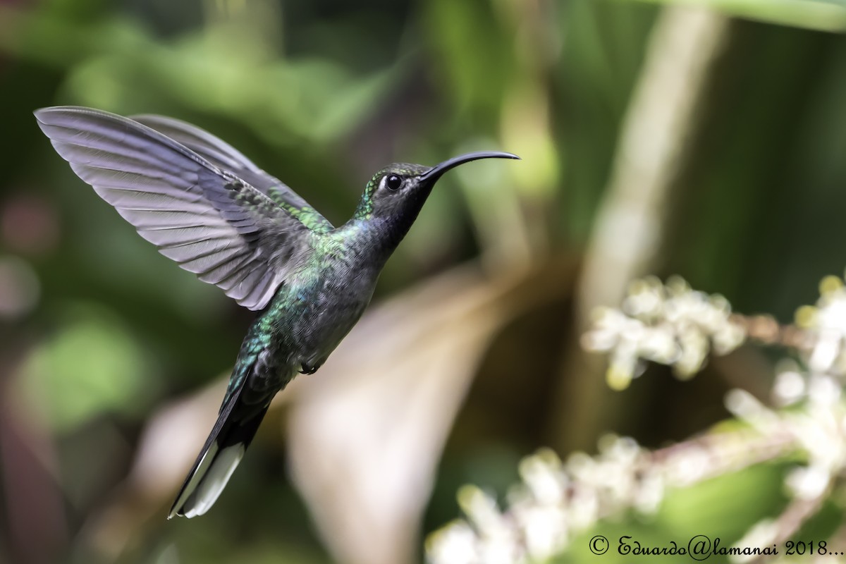 Colibrí Morado - ML124712931