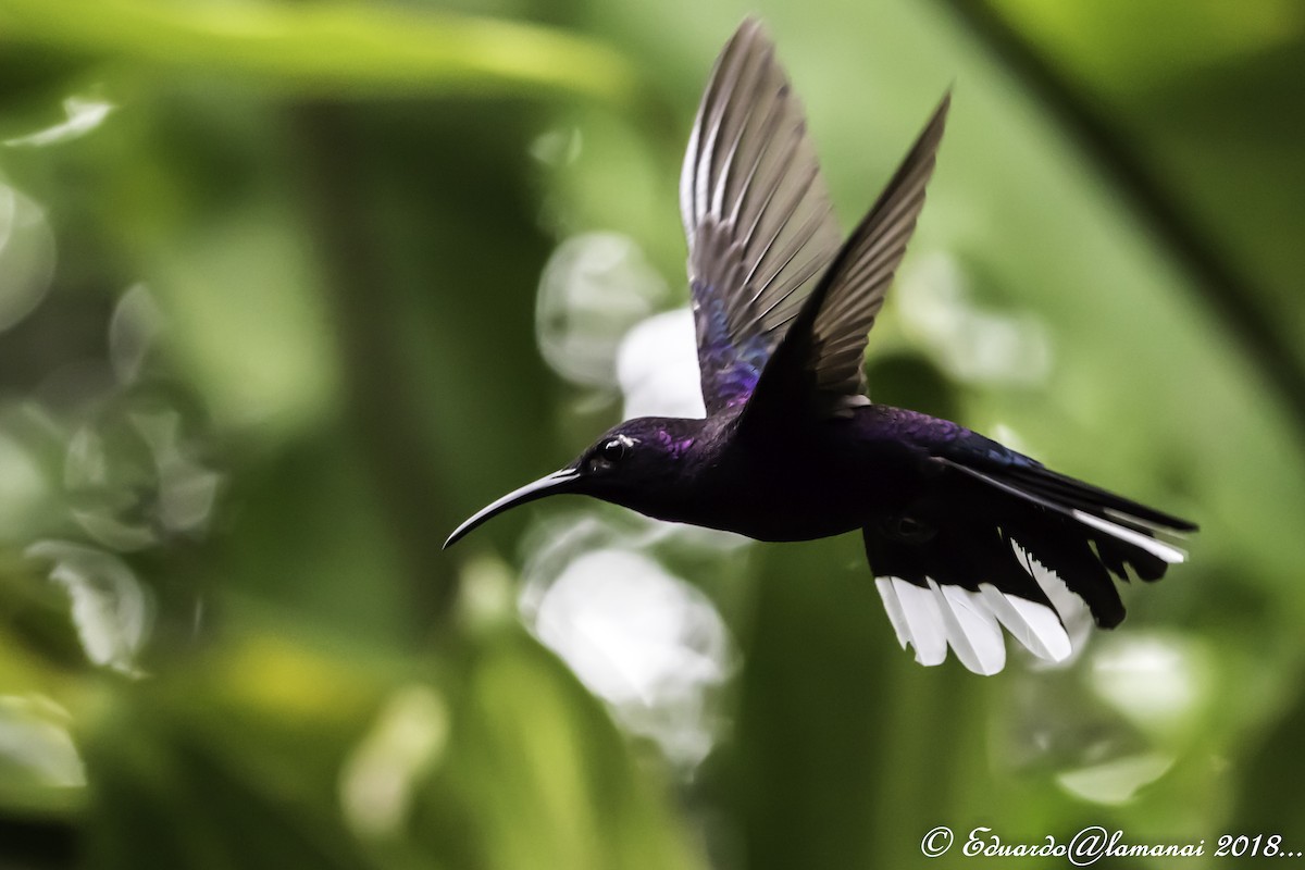 Violet Sabrewing - Jorge Eduardo Ruano