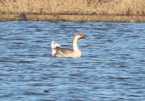 Swan Goose (Domestic type) - ML124713201