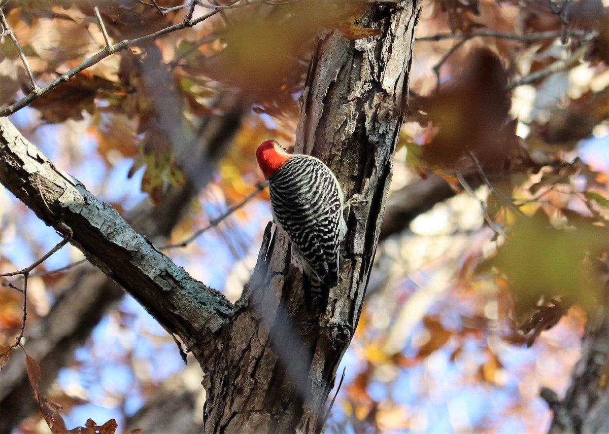 Red-bellied Woodpecker - ML124713331