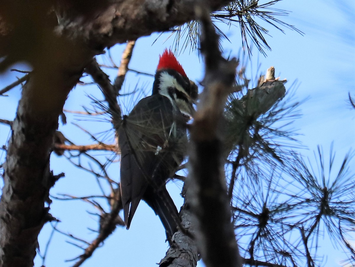 Pileated Woodpecker - ML124713351