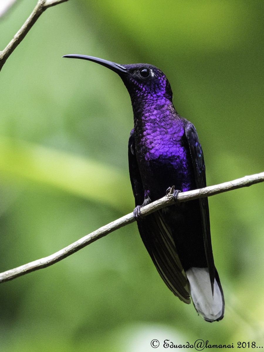 Colibrí Morado - ML124713741