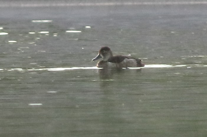 Ring-necked Duck - Sérgio Correia