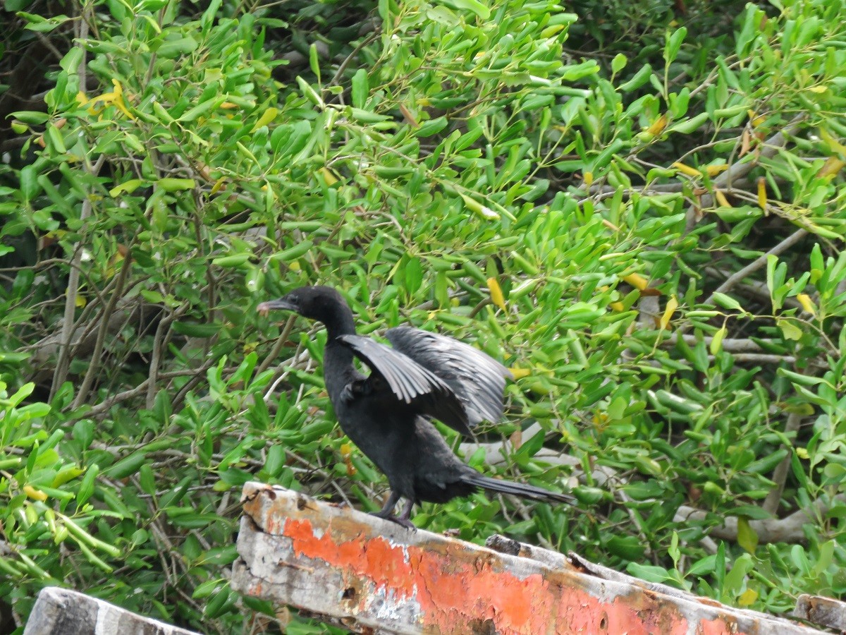 Little Cormorant - Troy Corman