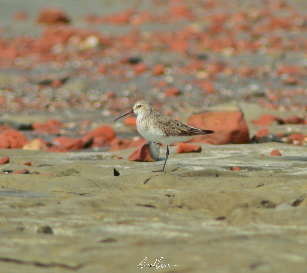 Curlew Sandpiper - Anish  Bera