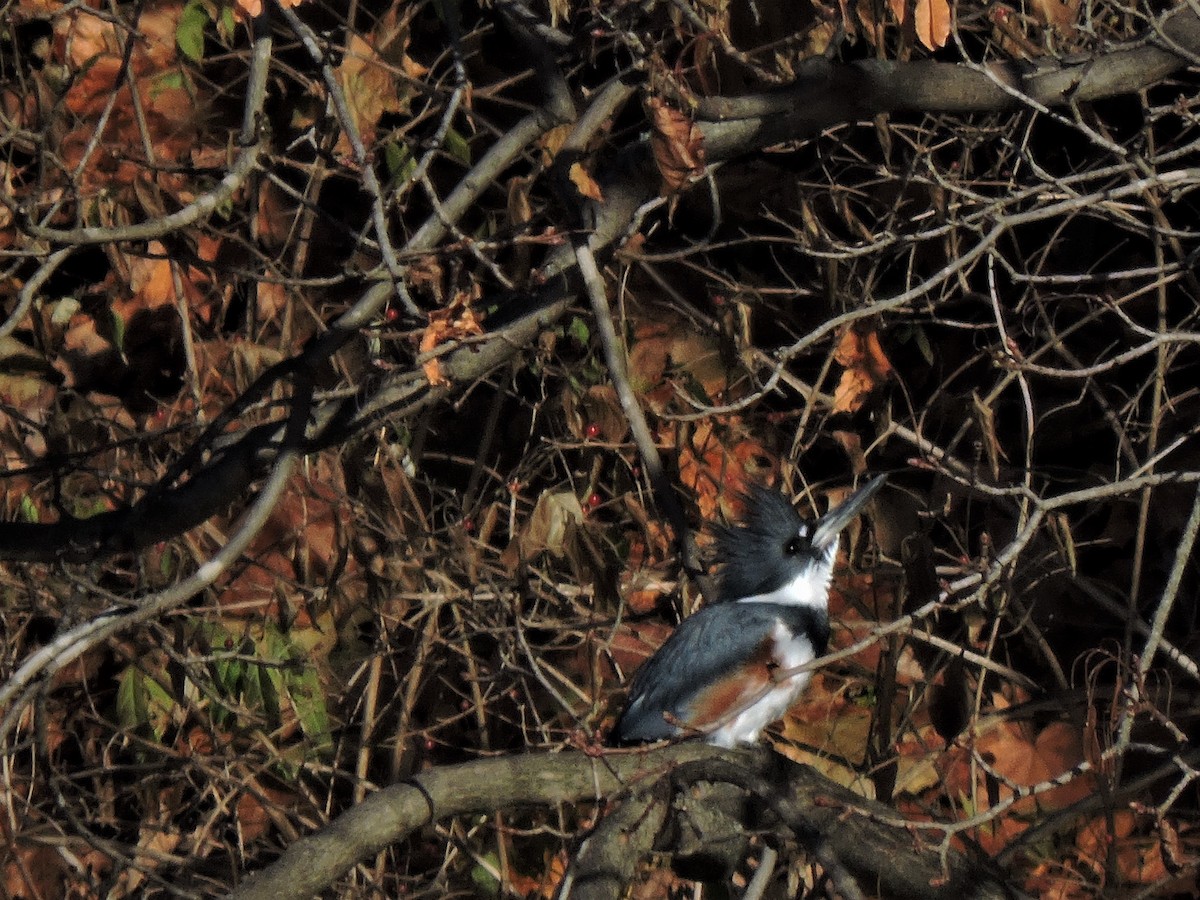 Belted Kingfisher - Eric Michael