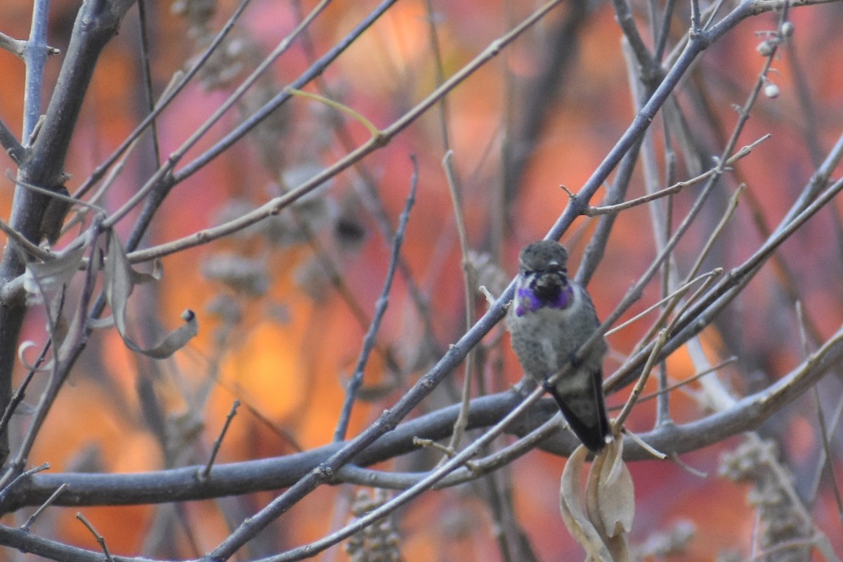 Costa's Hummingbird - ML124717021