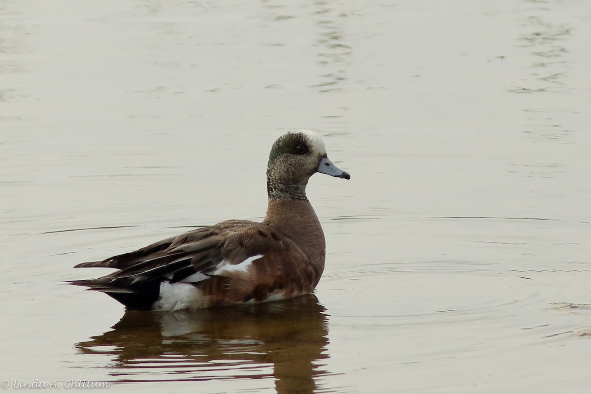 American Wigeon - ML124717881