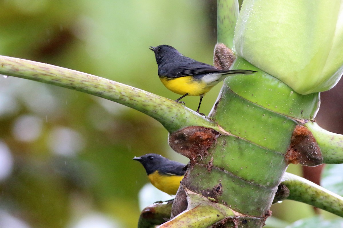 Slate-throated Redstart - ML124717891