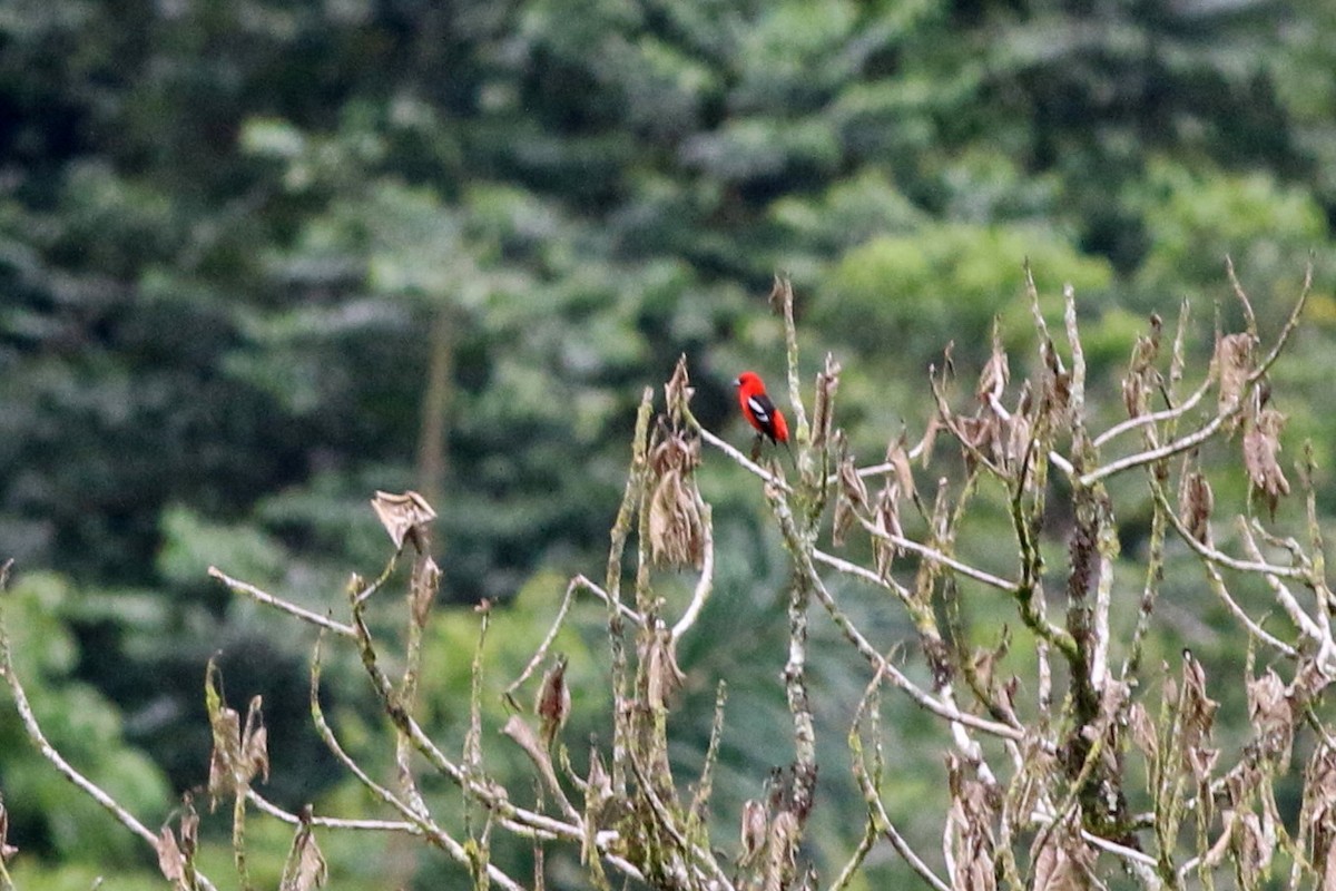 White-winged Tanager - ML124718091