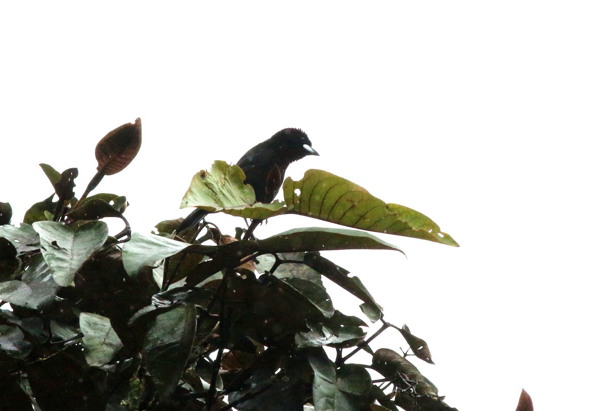 Silver-beaked Tanager - ML124718161