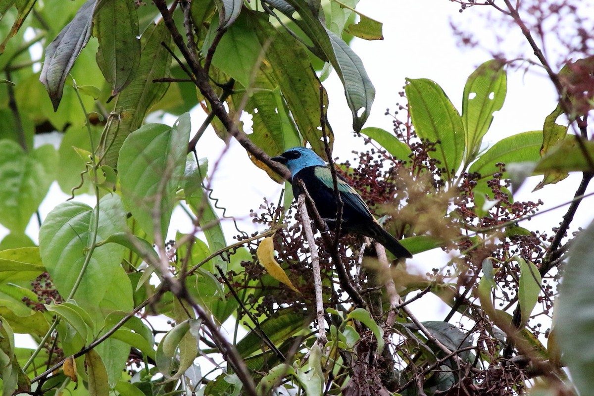 Blue-necked Tanager - ML124718551