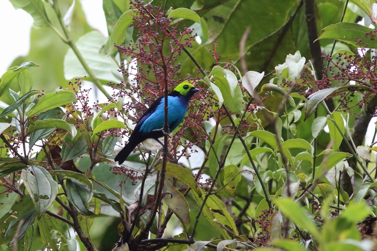 Paradise Tanager - ML124718601