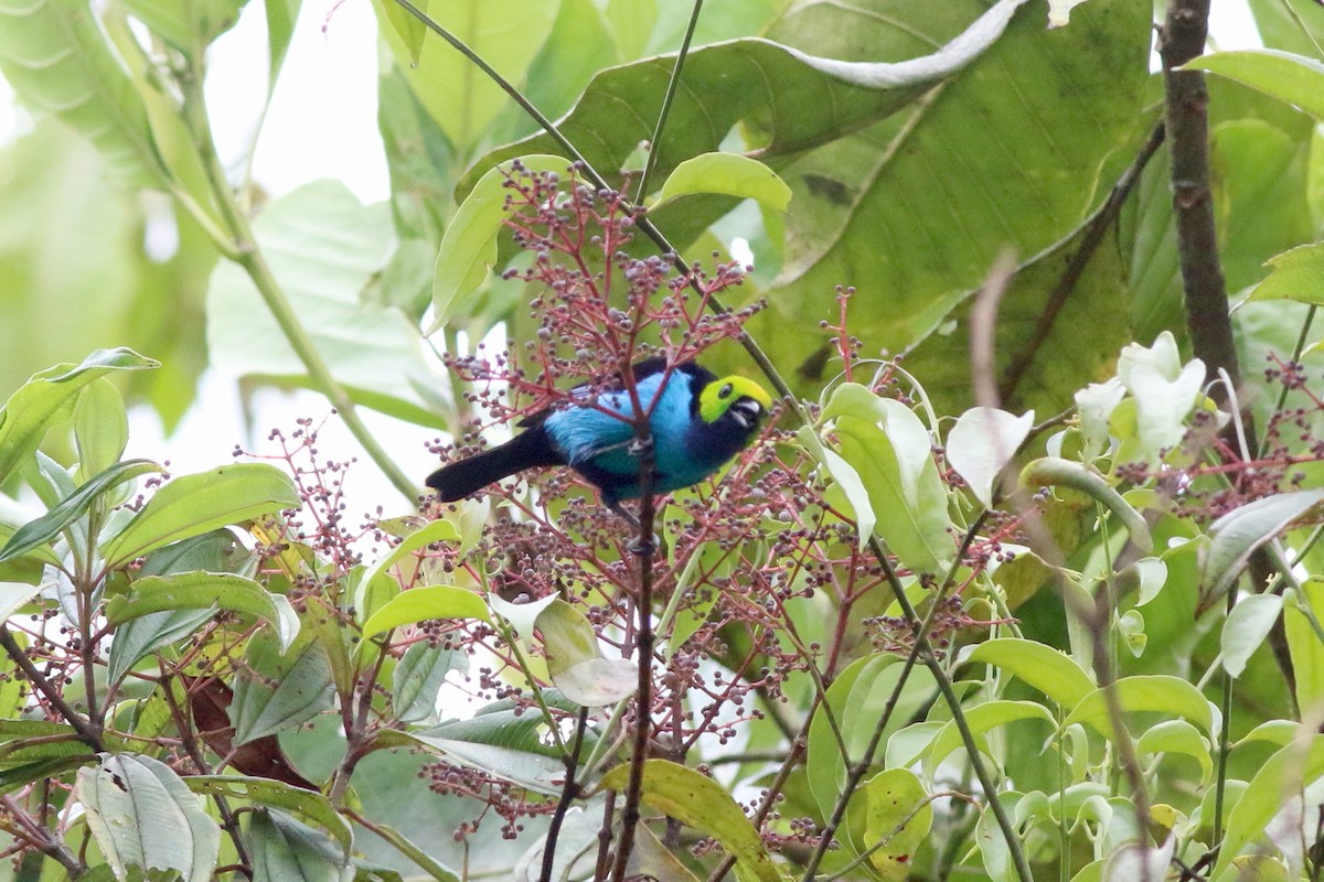 Paradise Tanager - ML124718621