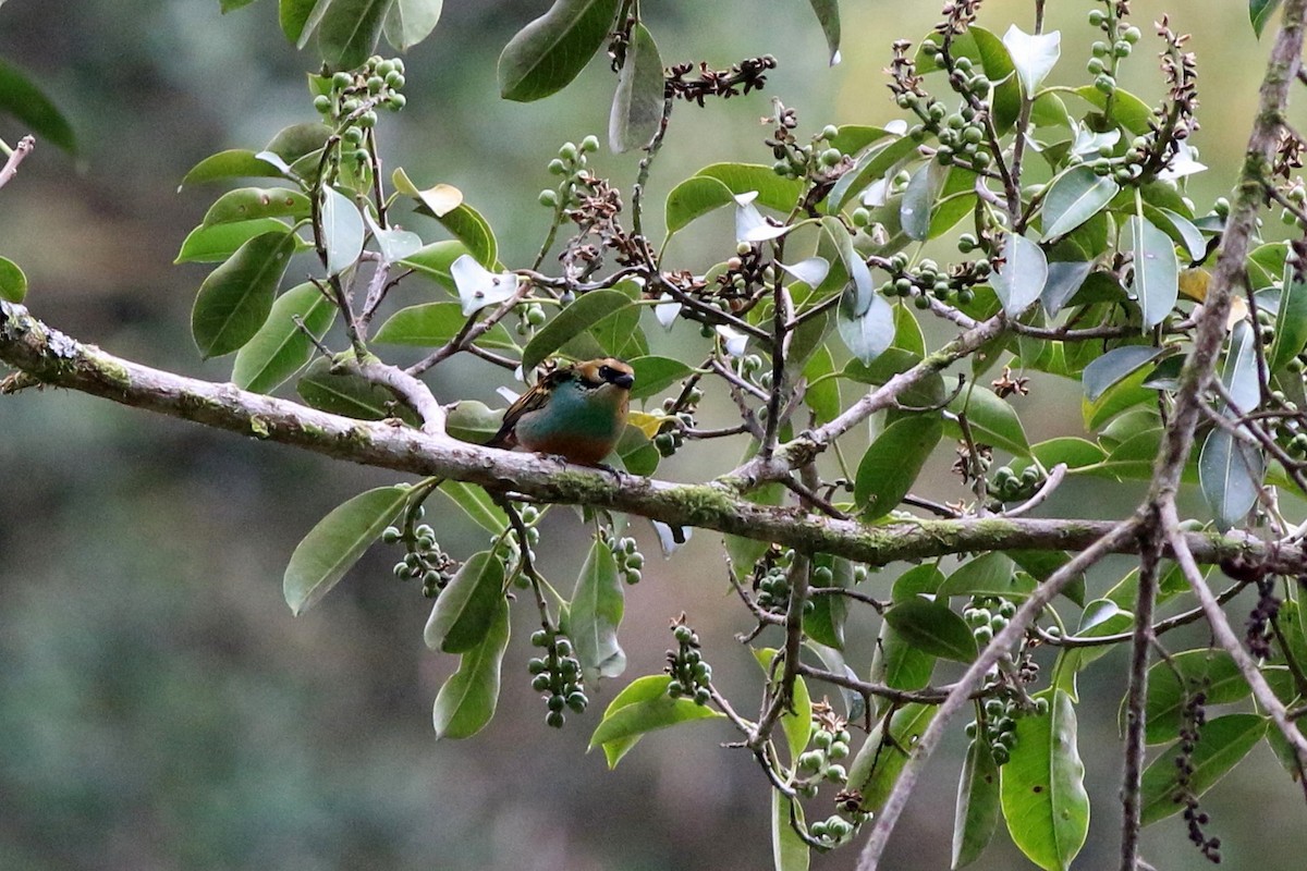 Golden-eared Tanager - ML124718701