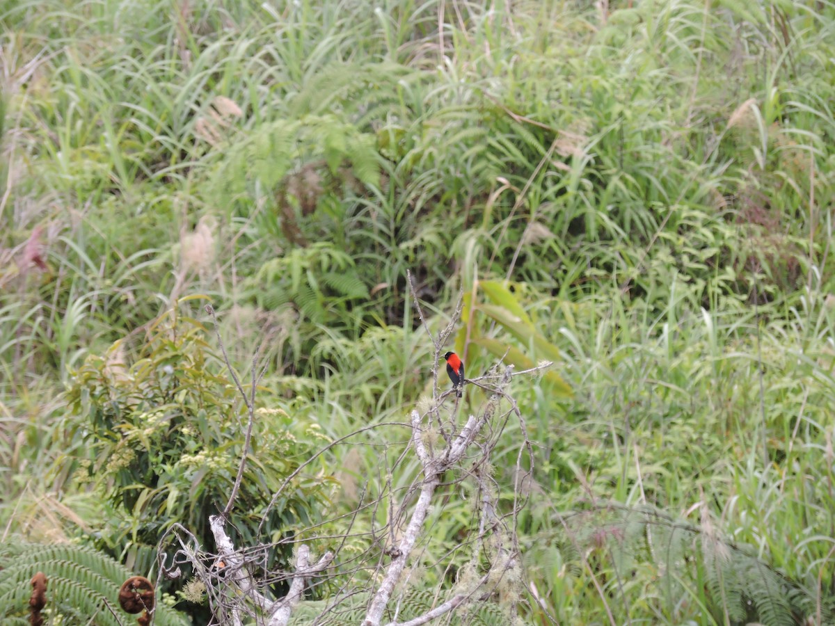 Red-collared Myzomela - Ricki Ravitts