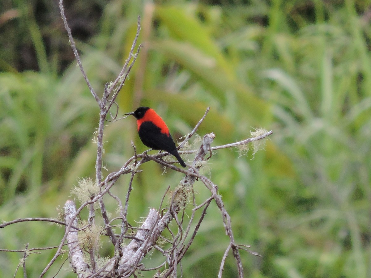 Red-collared Myzomela - Ricki Ravitts