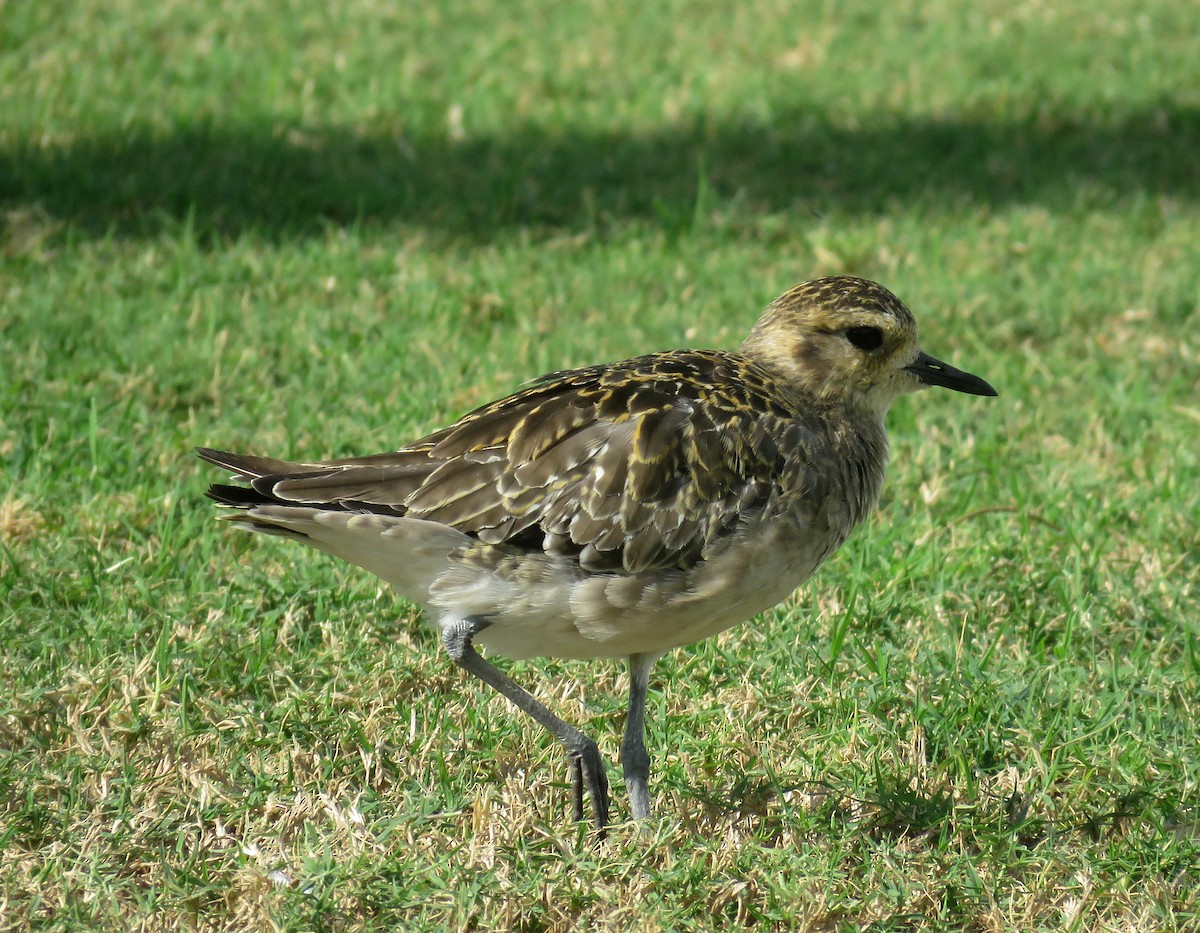 Pacific Golden-Plover - ML124720021