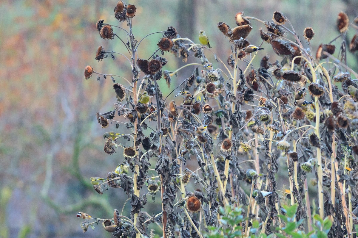 European Greenfinch - ML124720281